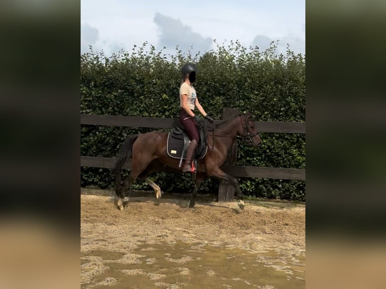 Duitse rijpony Merrie 3 Jaar 144 cm Bruin in Daleiden