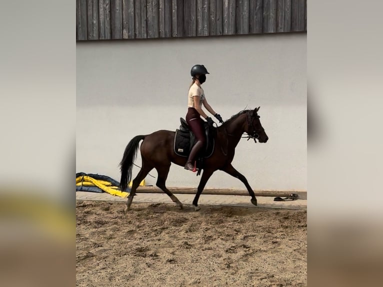 Duitse rijpony Merrie 3 Jaar 144 cm Bruin in Daleiden