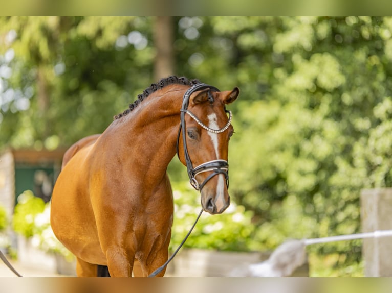 Duitse rijpony Merrie 3 Jaar 144 cm Bruin in Stuhr