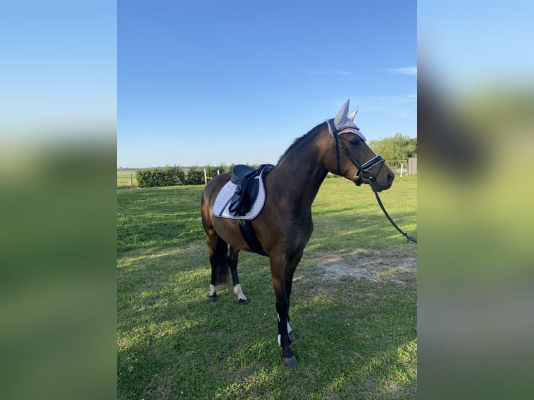 Duitse rijpony Merrie 3 Jaar 144 cm Bruin in Stralsund