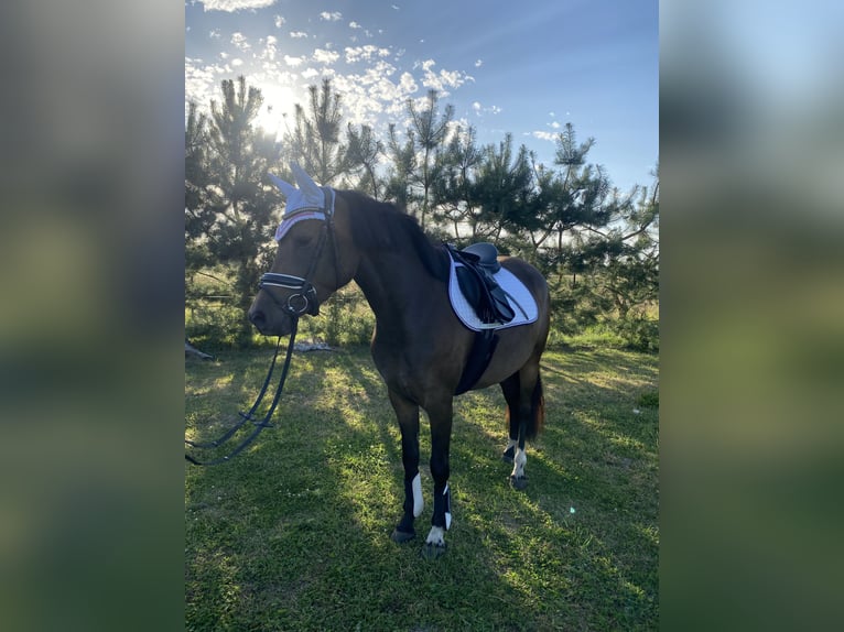 Duitse rijpony Merrie 3 Jaar 144 cm Bruin in Stralsund