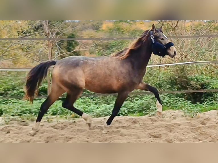 Duitse rijpony Merrie 3 Jaar 144 cm Buckskin in Dortmund