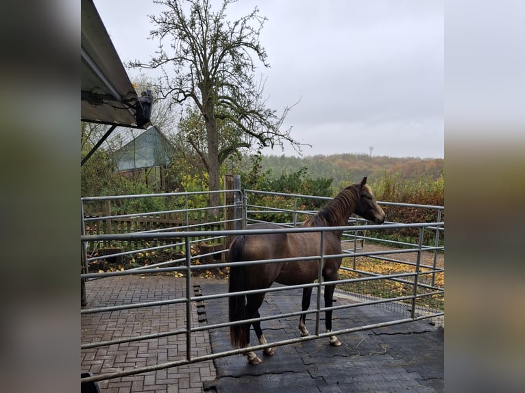 Duitse rijpony Merrie 3 Jaar 144 cm Buckskin in Dortmund