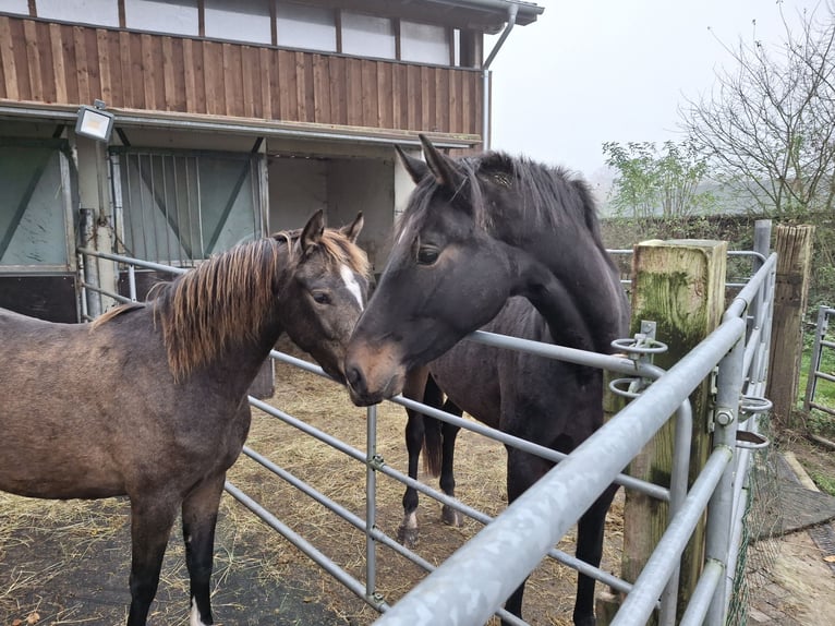 Duitse rijpony Merrie 3 Jaar 144 cm Buckskin in Dortmund