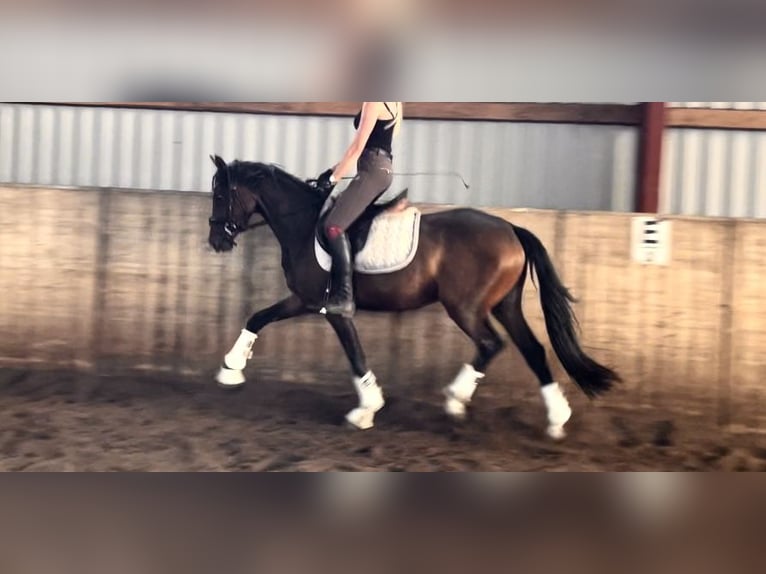 Duitse rijpony Merrie 3 Jaar 144 cm Donkerbruin in Kirchlinteln