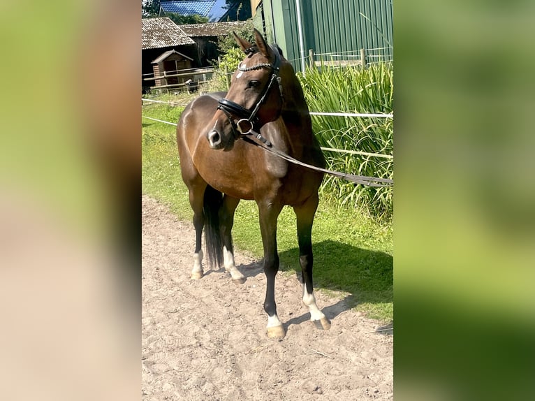 Duitse rijpony Merrie 3 Jaar 144 cm Donkerbruin in Kirchlinteln