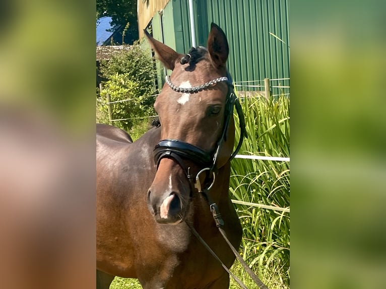 Duitse rijpony Merrie 3 Jaar 144 cm Donkerbruin in Kirchlinteln