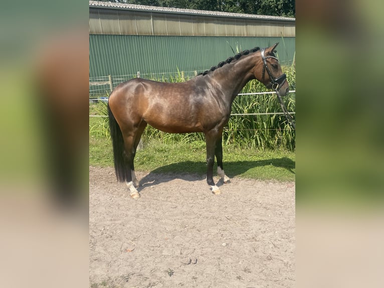 Duitse rijpony Merrie 3 Jaar 144 cm Donkerbruin in Kirchlinteln