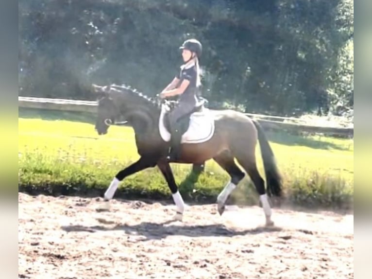 Duitse rijpony Merrie 3 Jaar 144 cm Donkerbruin in Kirchlinteln