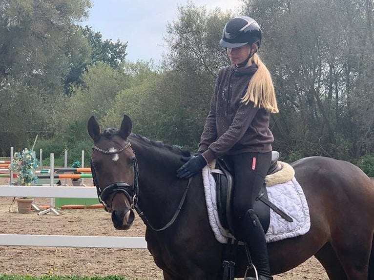 Duitse rijpony Merrie 3 Jaar 144 cm Donkerbruin in Verden (Aller)