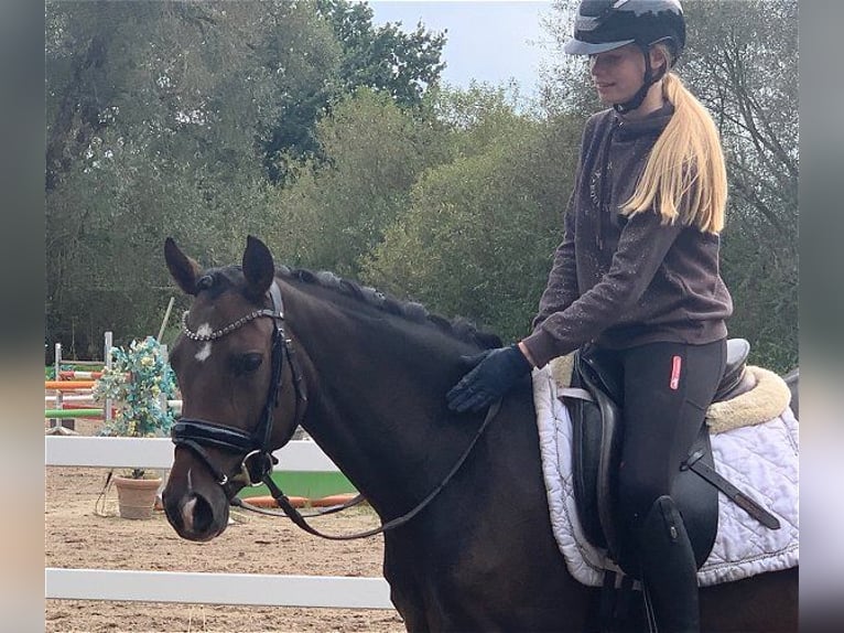 Duitse rijpony Merrie 3 Jaar 144 cm Donkerbruin in Verden (Aller)