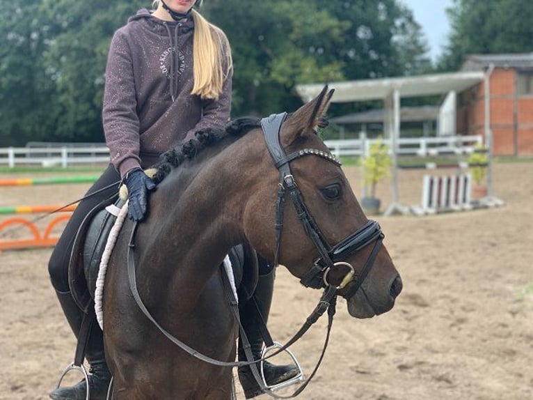 Duitse rijpony Merrie 3 Jaar 144 cm Donkerbruin in Verden (Aller)