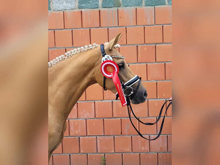 Duitse rijpony Merrie 3 Jaar 144 cm Palomino in Welver