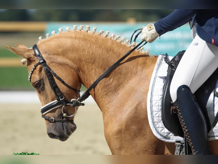 Duitse rijpony Merrie 3 Jaar 144 cm Palomino in Welver
