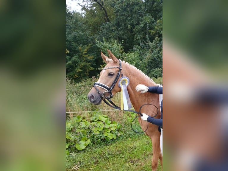 Duitse rijpony Merrie 3 Jaar 144 cm Palomino in Welver