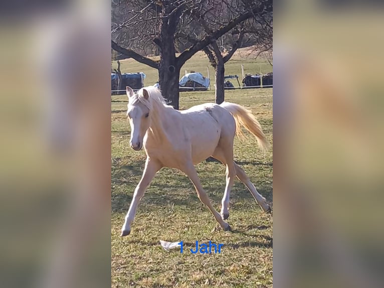 Duitse rijpony Merrie 3 Jaar 144 cm Palomino in Aichtal