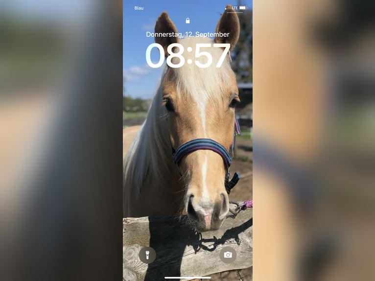 Duitse rijpony Merrie 3 Jaar 144 cm Palomino in Guben