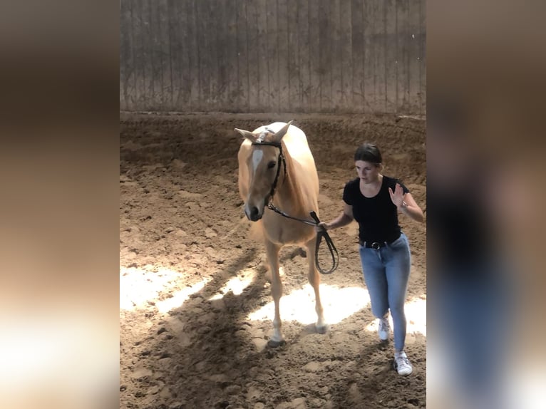 Duitse rijpony Merrie 3 Jaar 144 cm Palomino in Guben