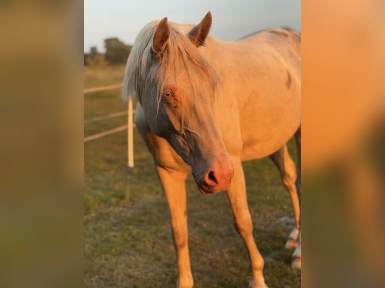 Duitse rijpony Merrie 3 Jaar 144 cm Perlino in Lintig