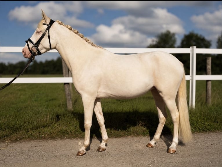 Duitse rijpony Merrie 3 Jaar 144 cm Perlino in Bippen