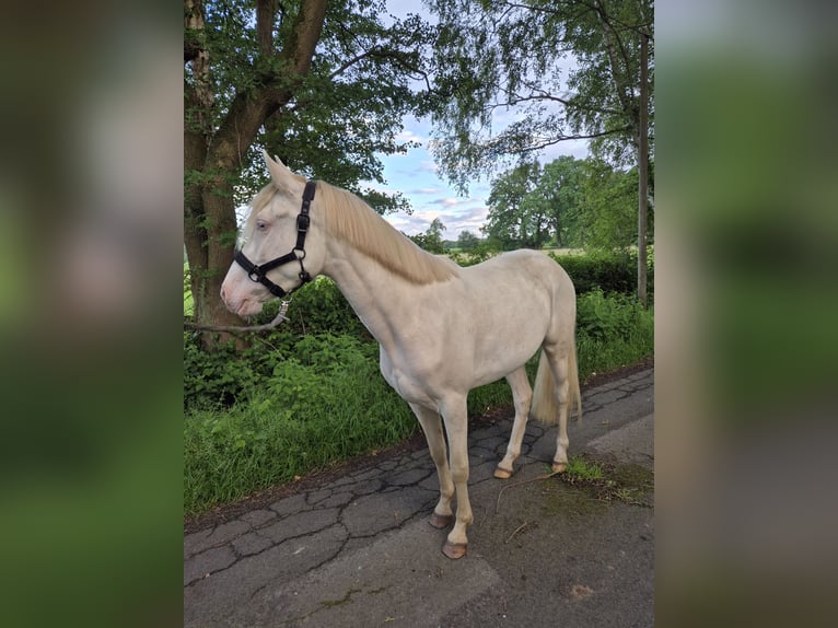 Duitse rijpony Merrie 3 Jaar 144 cm Perlino in Bippen