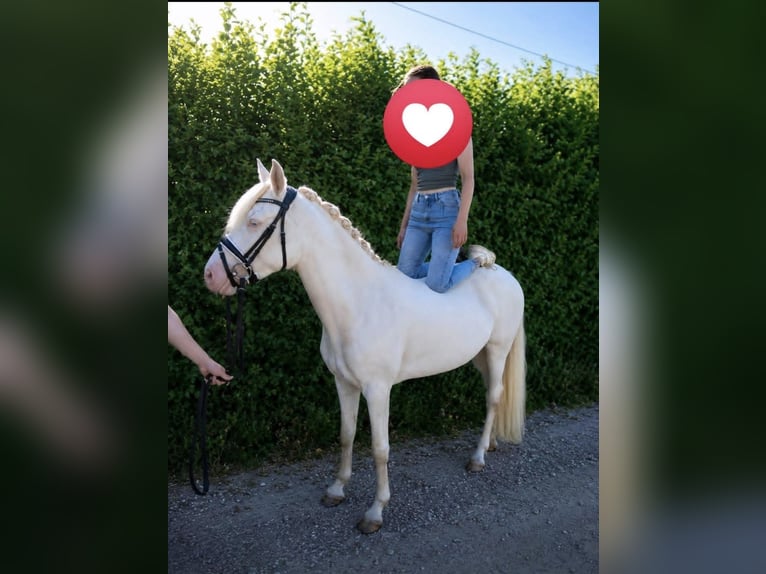 Duitse rijpony Merrie 3 Jaar 144 cm Perlino in Bippen