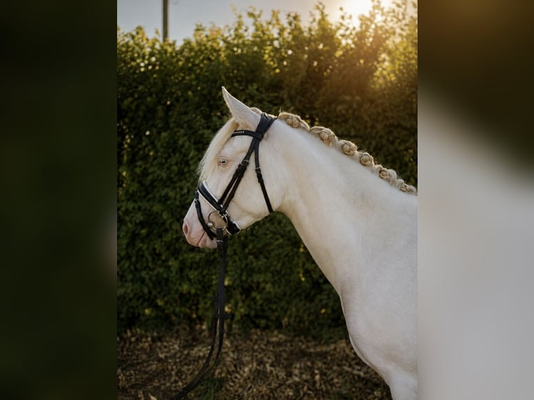 Duitse rijpony Merrie 3 Jaar 144 cm Perlino in Bippen
