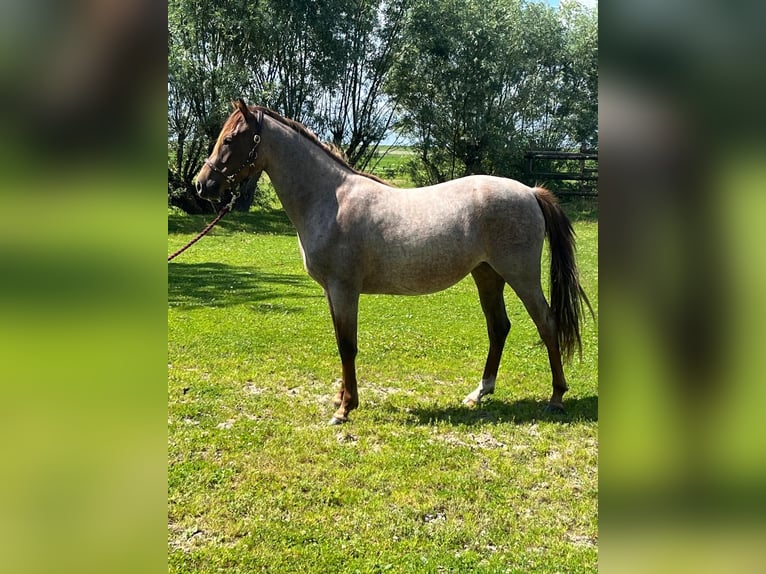 Duitse rijpony Merrie 3 Jaar 144 cm Roan-Red in Stadland