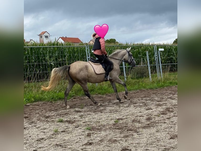 Duitse rijpony Mix Merrie 3 Jaar 144 cm Schimmel in Deuerling