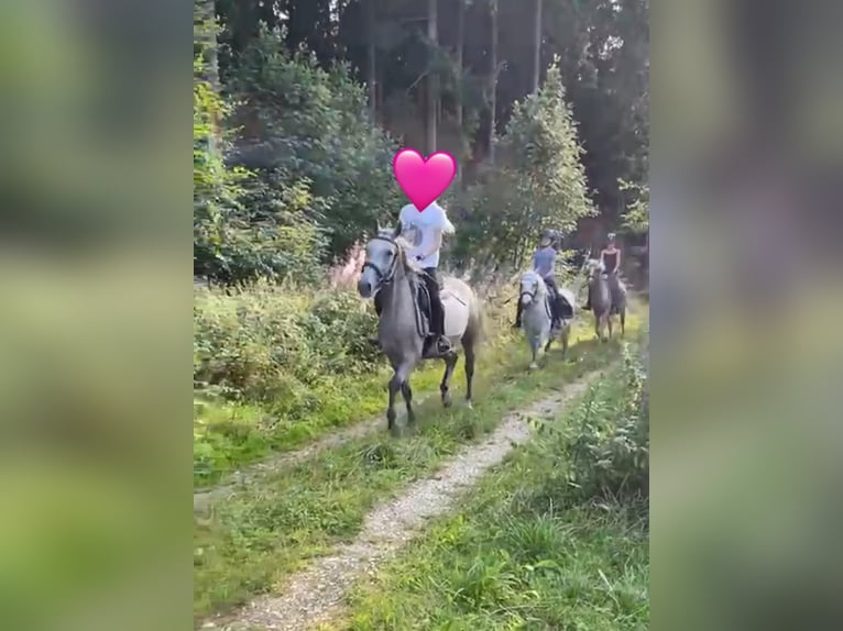 Duitse rijpony Mix Merrie 3 Jaar 144 cm Schimmel in Deuerling