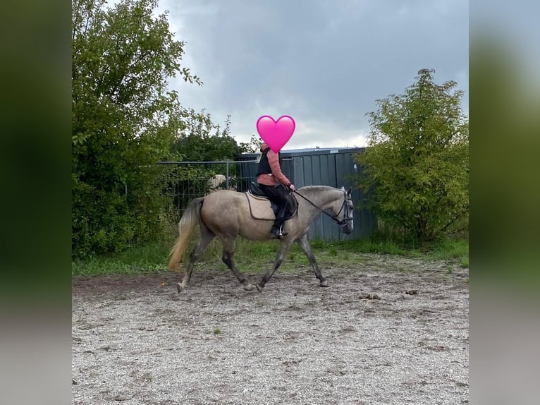 Duitse rijpony Mix Merrie 3 Jaar 144 cm Schimmel in Deuerling