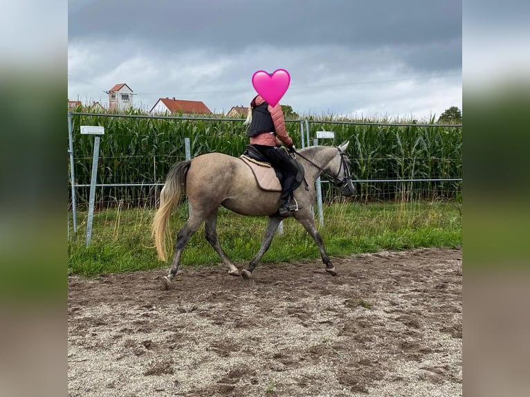 Duitse rijpony Mix Merrie 3 Jaar 144 cm Schimmel in Deuerling