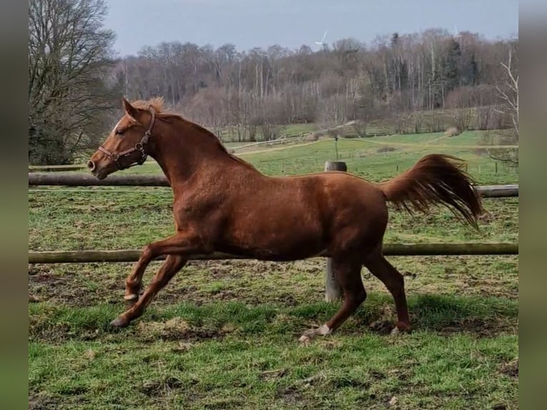 Duitse rijpony Merrie 3 Jaar 144 cm Vos in Ritterhude