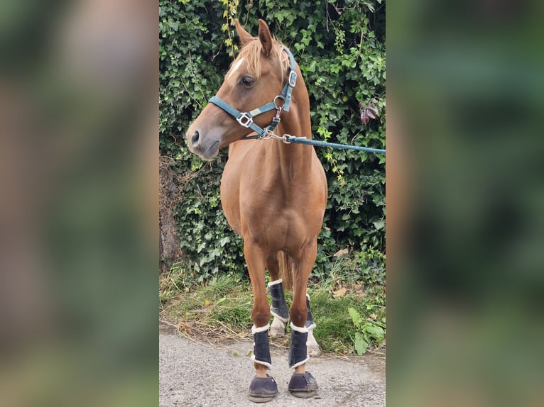 Duitse rijpony Merrie 3 Jaar 144 cm Vos in Ritterhude
