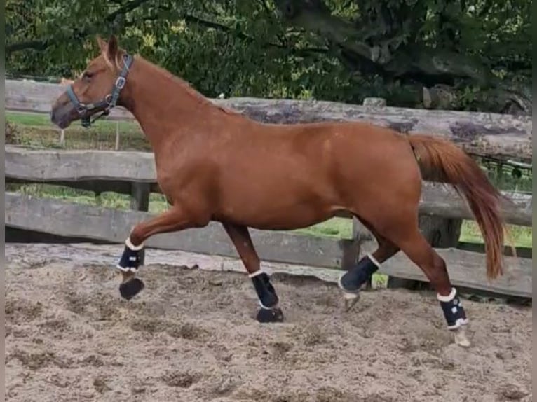 Duitse rijpony Merrie 3 Jaar 144 cm Vos in Ritterhude