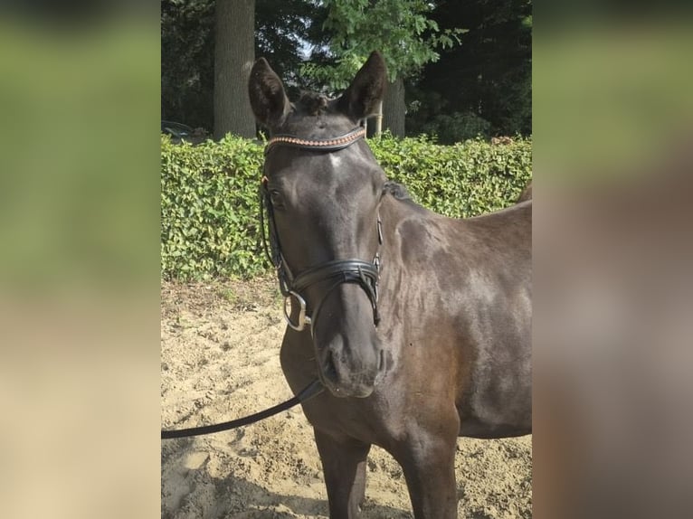 Duitse rijpony Merrie 3 Jaar 144 cm Zwart in Alfhausen