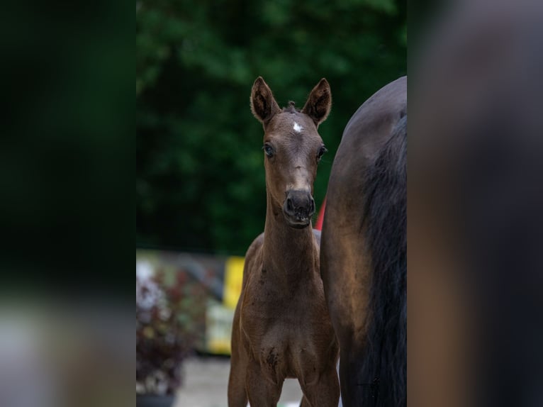 Duitse rijpony Merrie 3 Jaar 144 cm Zwart in Alfhausen