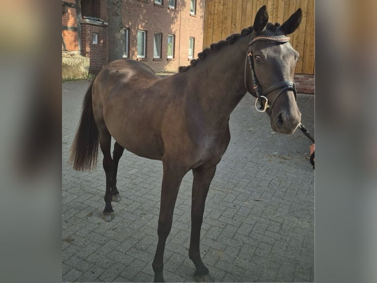 Duitse rijpony Merrie 3 Jaar 144 cm Zwart in Alfhausen