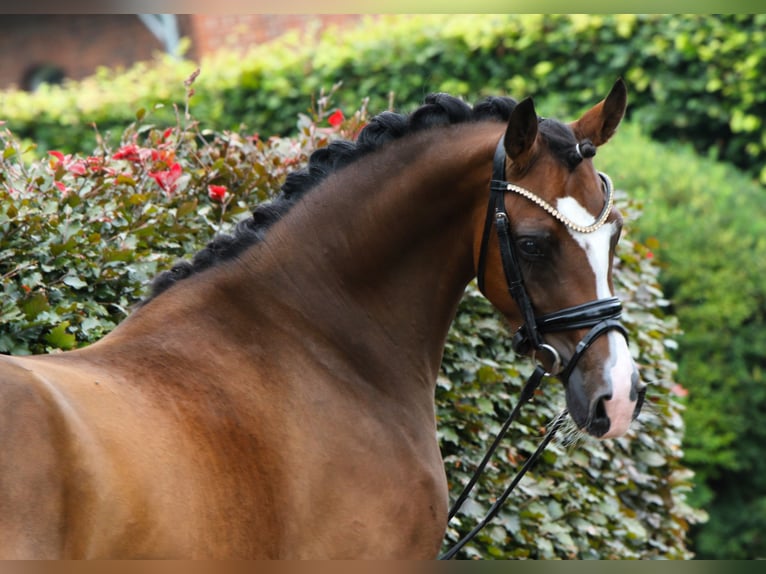 Duitse rijpony Merrie 3 Jaar 145 cm Bruin in Rehburg-Loccum Münchehagen