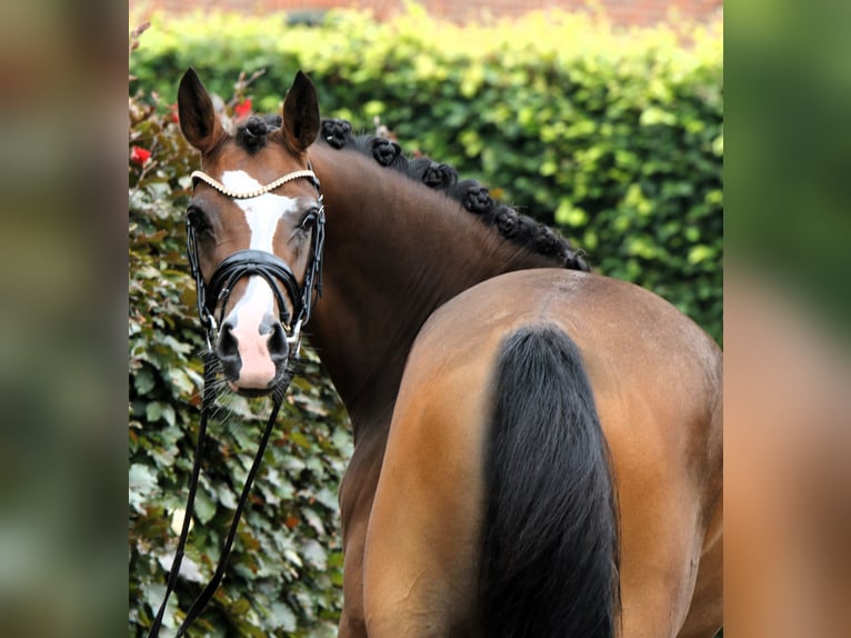 Duitse rijpony Merrie 3 Jaar 145 cm Bruin in Rehburg-Loccum Münchehagen