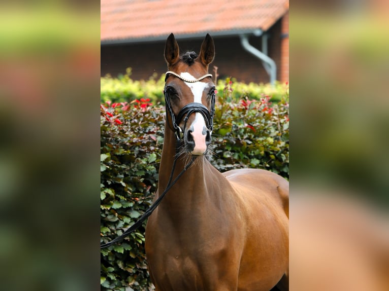 Duitse rijpony Merrie 3 Jaar 145 cm Bruin in Rehburg-Loccum Münchehagen