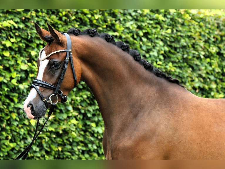 Duitse rijpony Merrie 3 Jaar 145 cm Bruin in Rehburg-Loccum Münchehagen