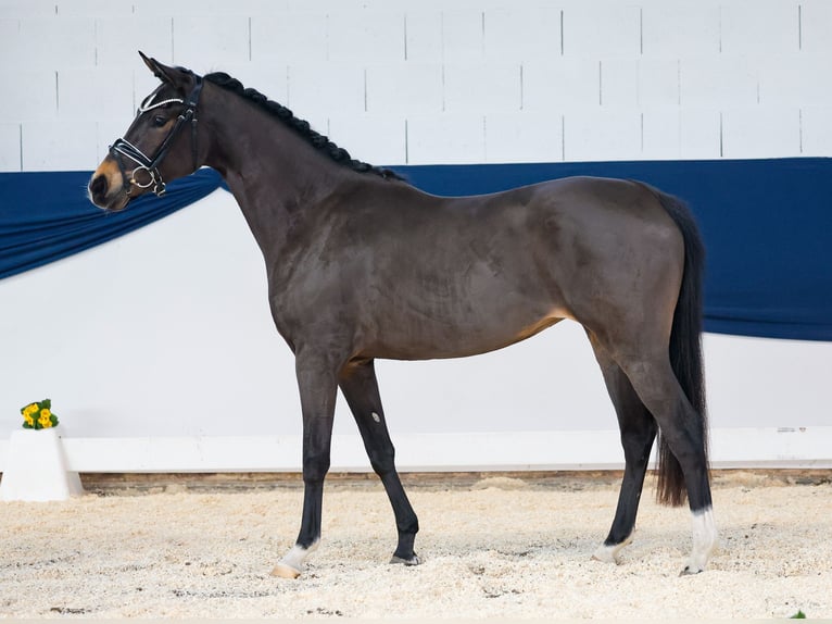 Duitse rijpony Merrie 3 Jaar 145 cm Bruin in Marsberg