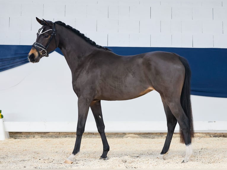 Duitse rijpony Merrie 3 Jaar 145 cm Bruin in Marsberg