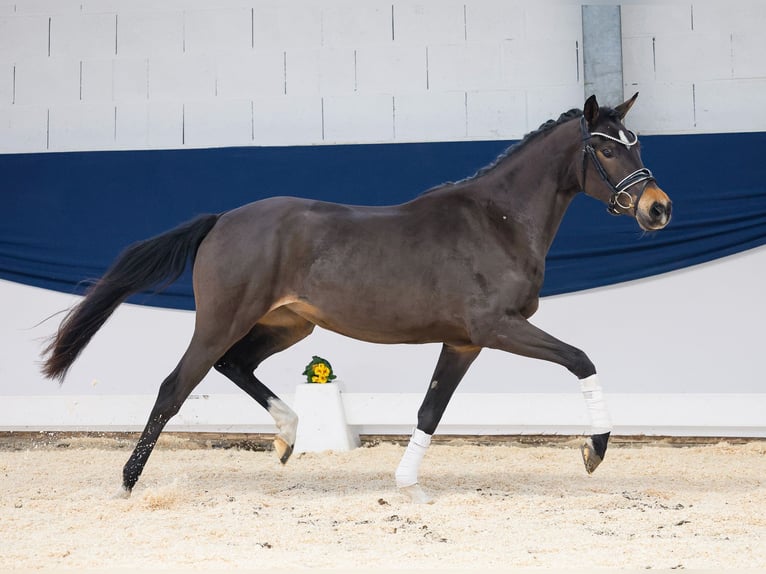 Duitse rijpony Merrie 3 Jaar 145 cm Bruin in Marsberg