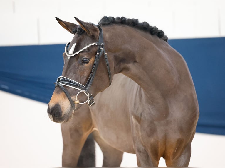 Duitse rijpony Merrie 3 Jaar 145 cm Bruin in Marsberg