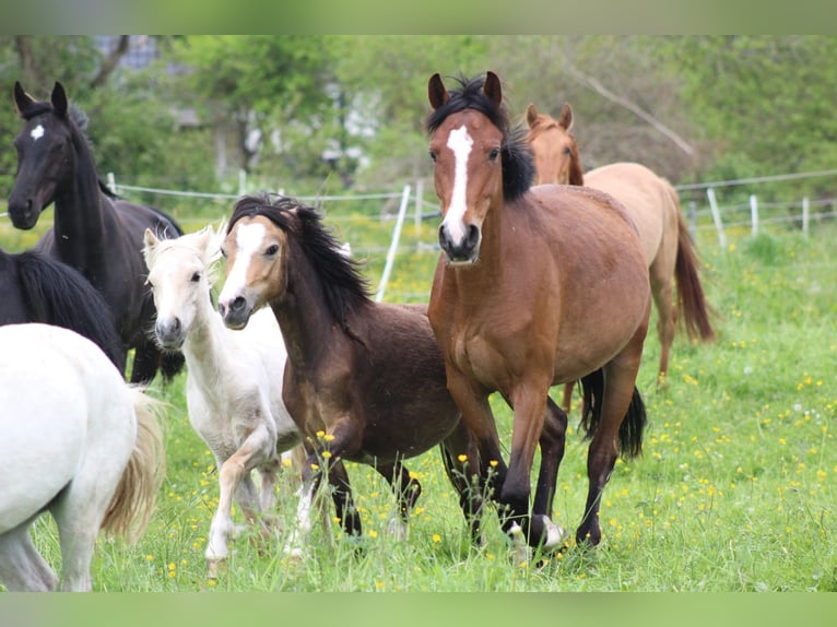 Duitse rijpony Merrie 3 Jaar 145 cm Bruin in Kastorf