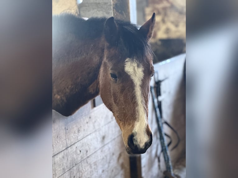 Duitse rijpony Merrie 3 Jaar 145 cm Bruin in Kastorf