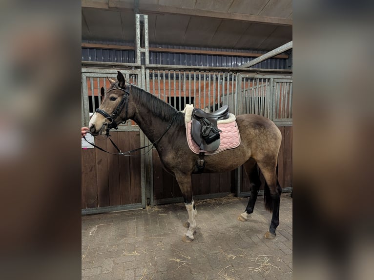 Duitse rijpony Merrie 3 Jaar 145 cm Buckskin in Hünxe