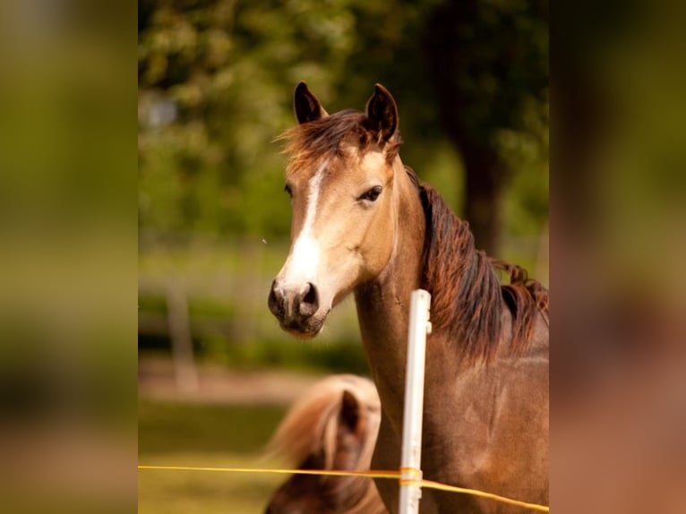 Duitse rijpony Merrie 3 Jaar 145 cm Buckskin in Hünxe